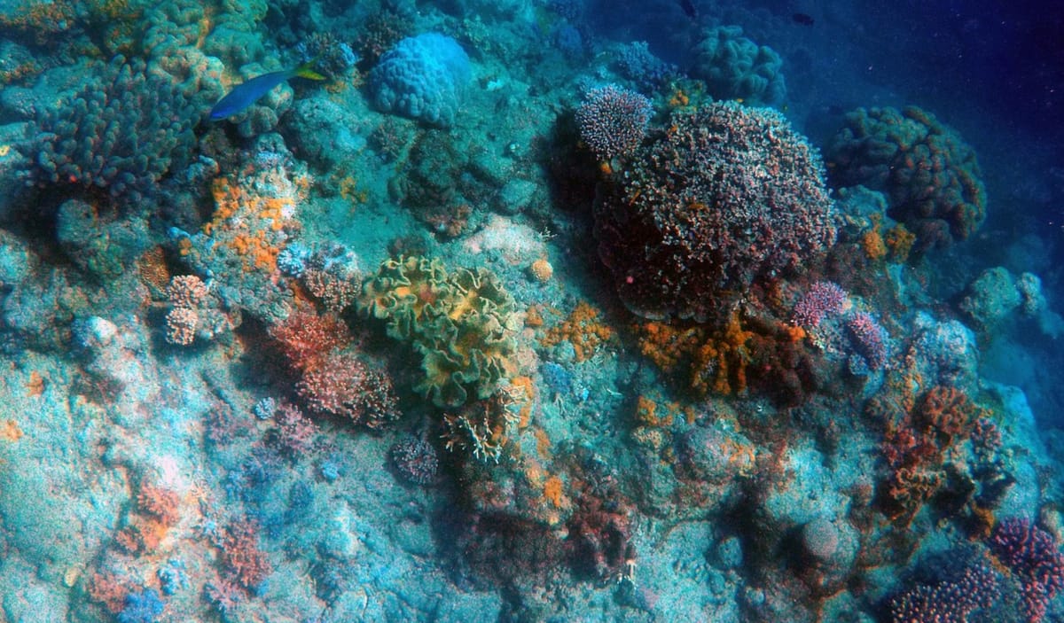 Wie Seegurken Korallen schützen